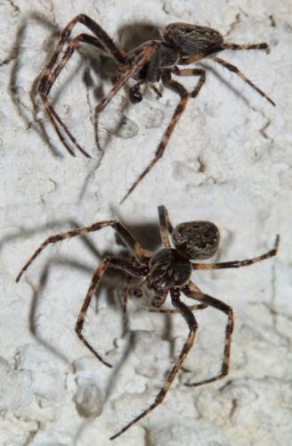 Réf. 248 168 : Nuctenea umbratica